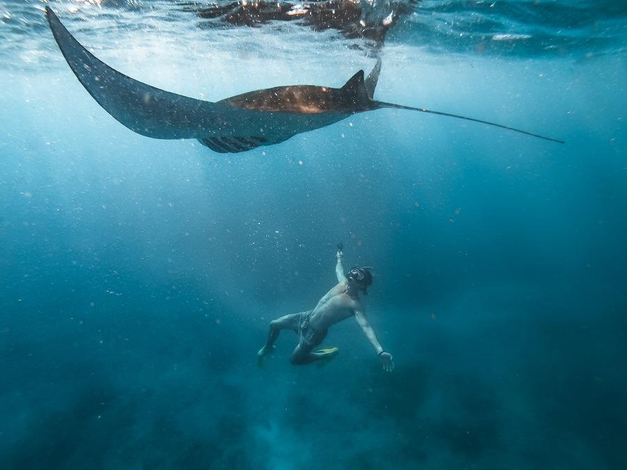 Snorkel with Manta Rays - Best things to do in Nusa Penida