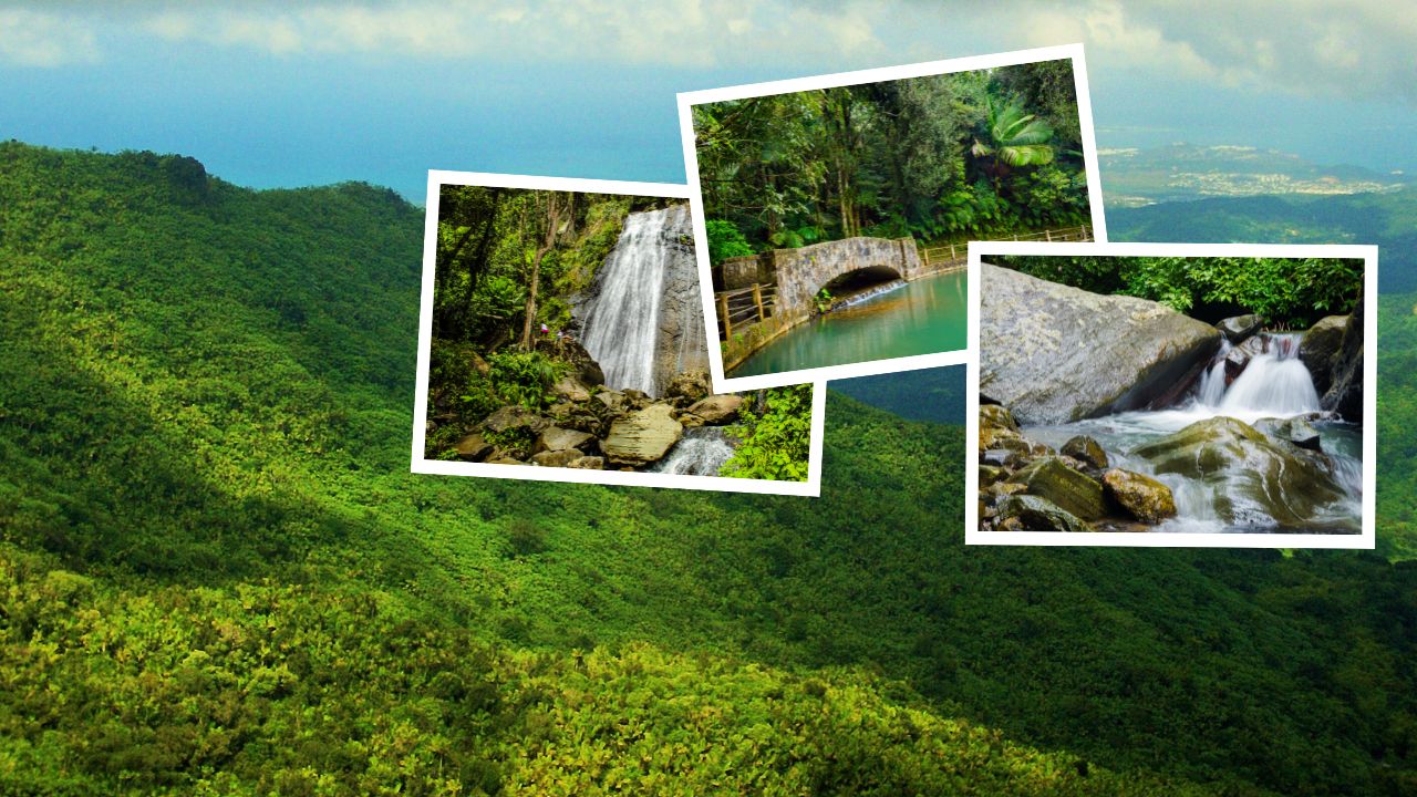 Ultimate Tour Guide to Explore El Yunque National Forest