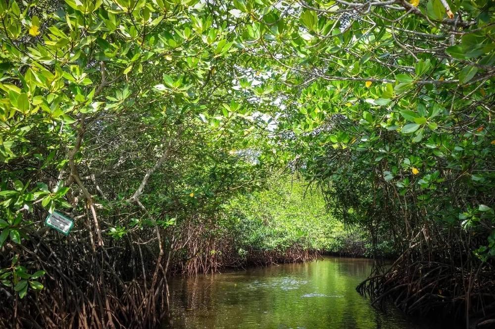 Jimbaran Bay Mangrove Forest top  natural attractions