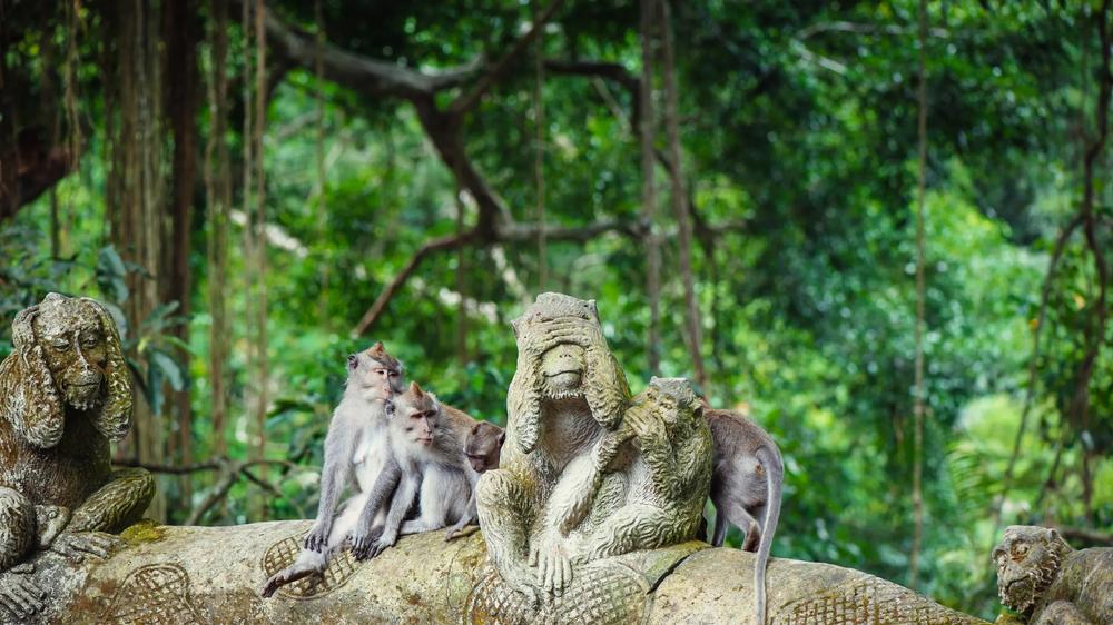 Ubud Monkey Forest _ Must Visit Tour Itinerary