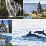Ultimate Guide to Bali Dolphin Tour