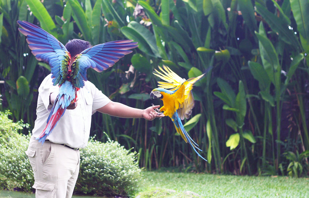 Bali Bird Park