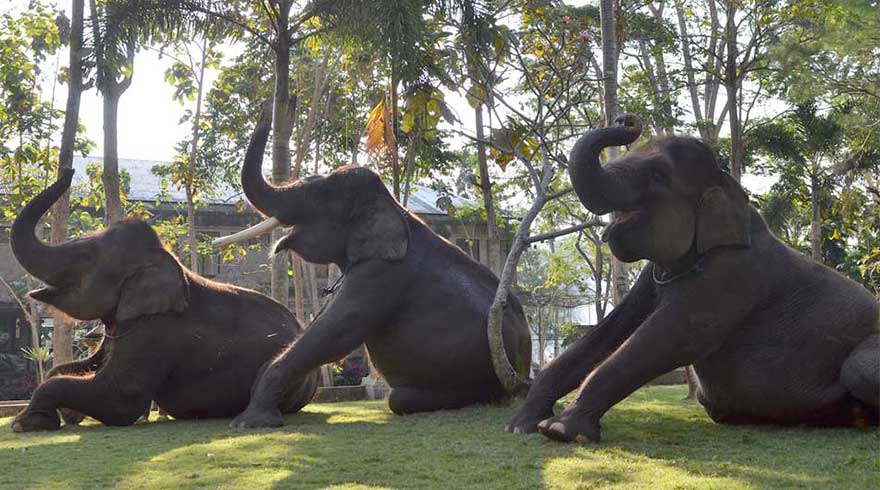 Bali Elephant Camp