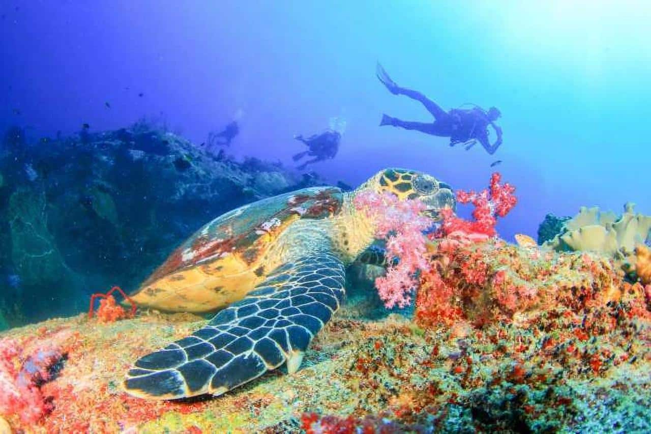 Best Diving Spots in Bali
