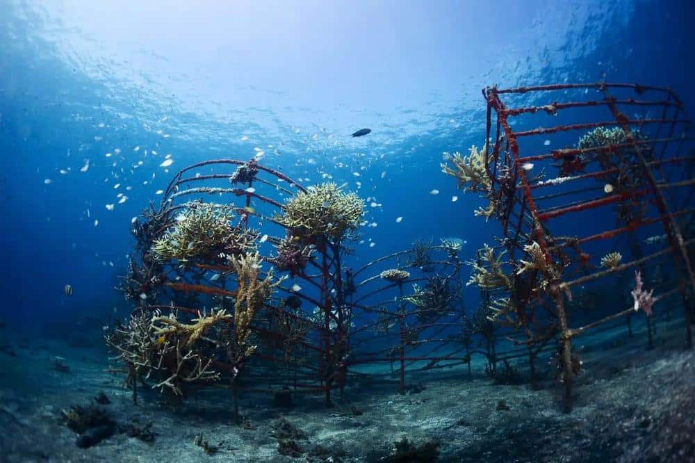 Biorock Coral Reef Restoration