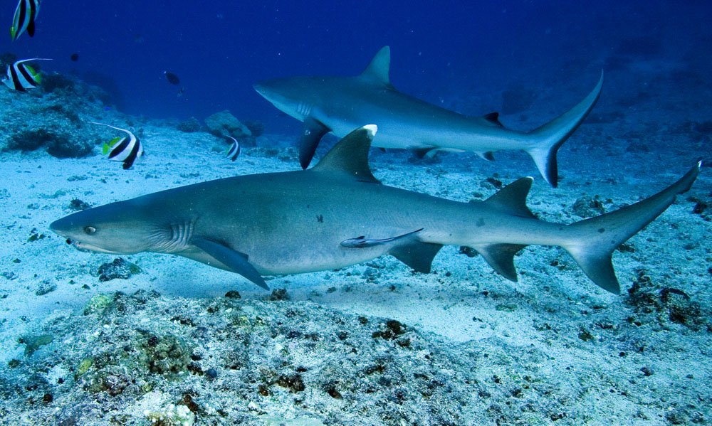 Gili Tepekong Diving spot Shark point