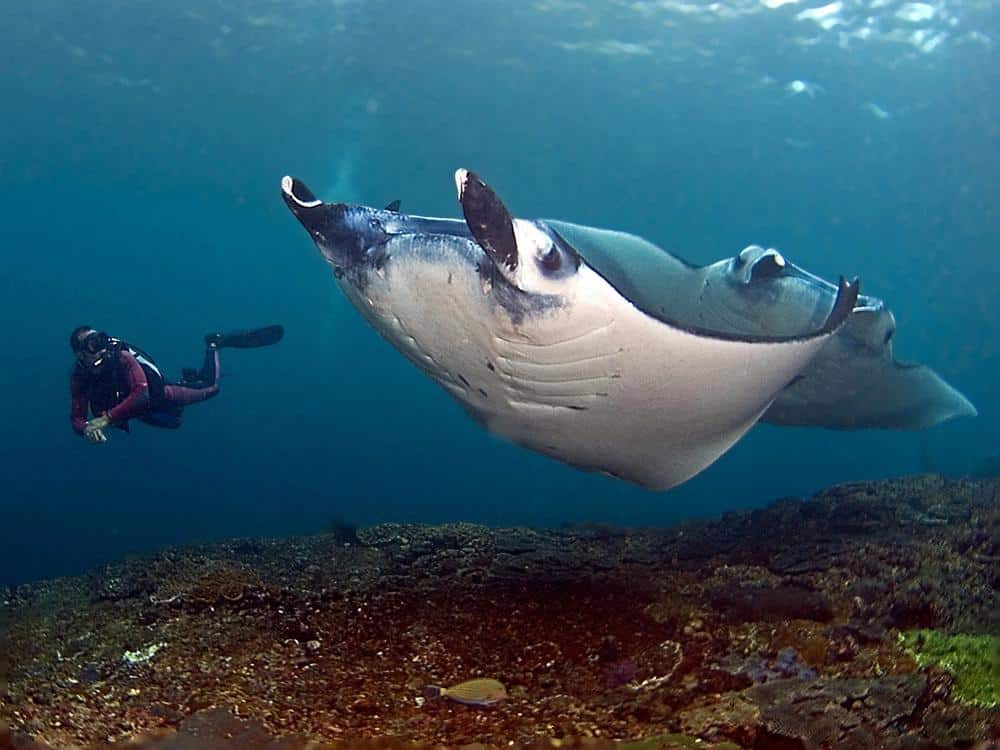 Nusa Penida Best Diving Spots Bali