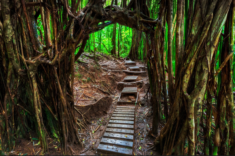 Manoa Falls Trail to explore sustainable activities in Oahu