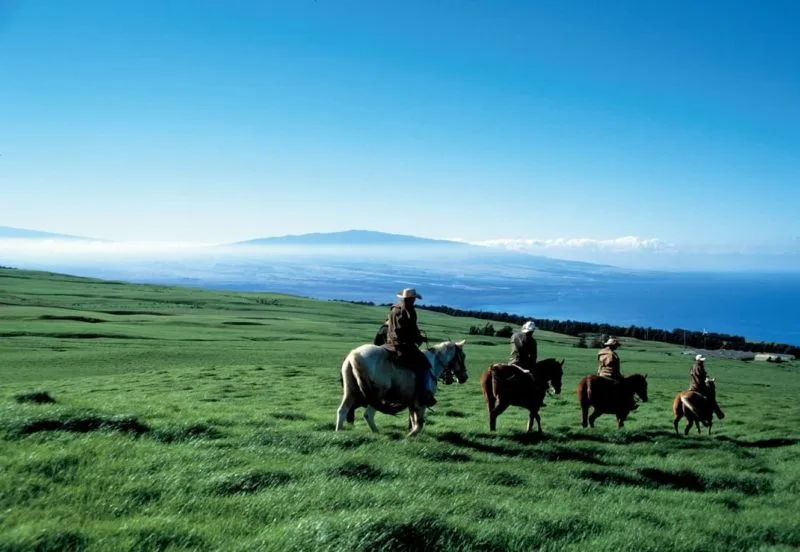 Hawaiian cowboys on the green pastures of Kohala