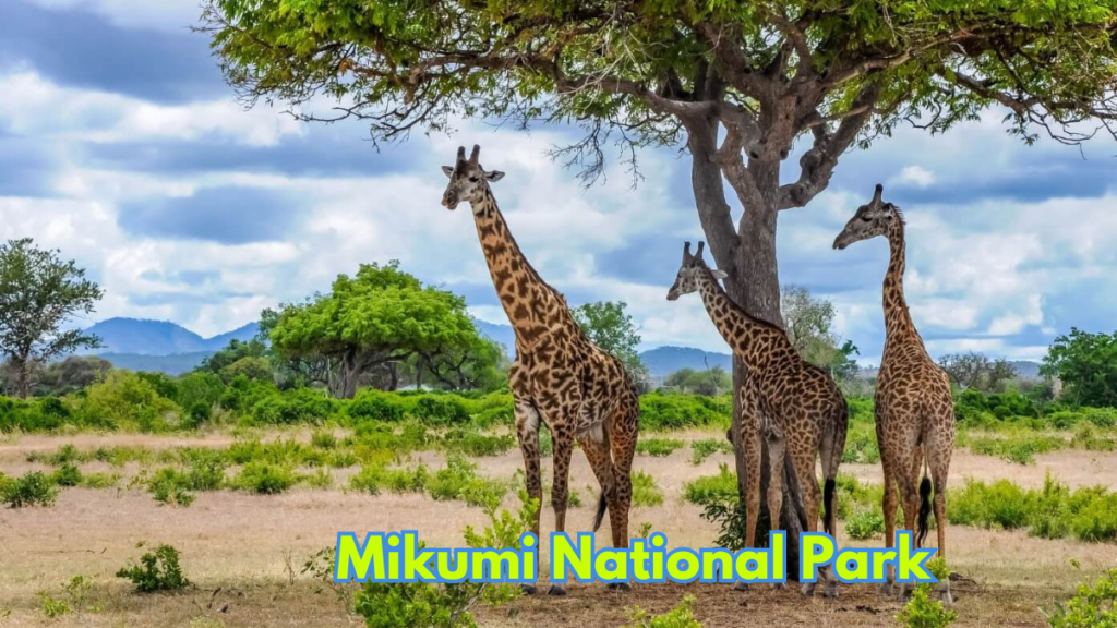 1-Day Trip to Mikumi National Park
