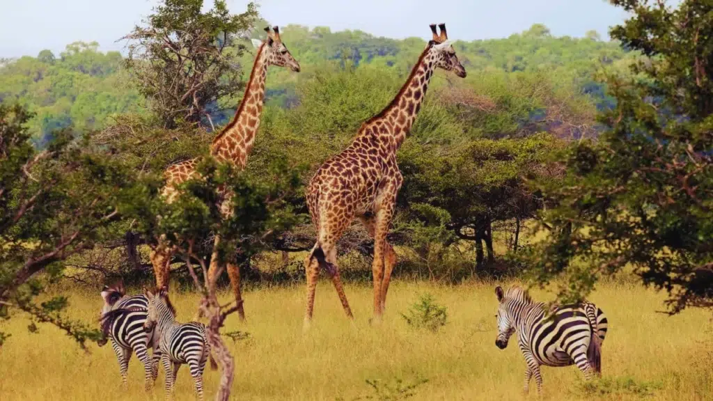 Selous Reserve Tanzania Safari