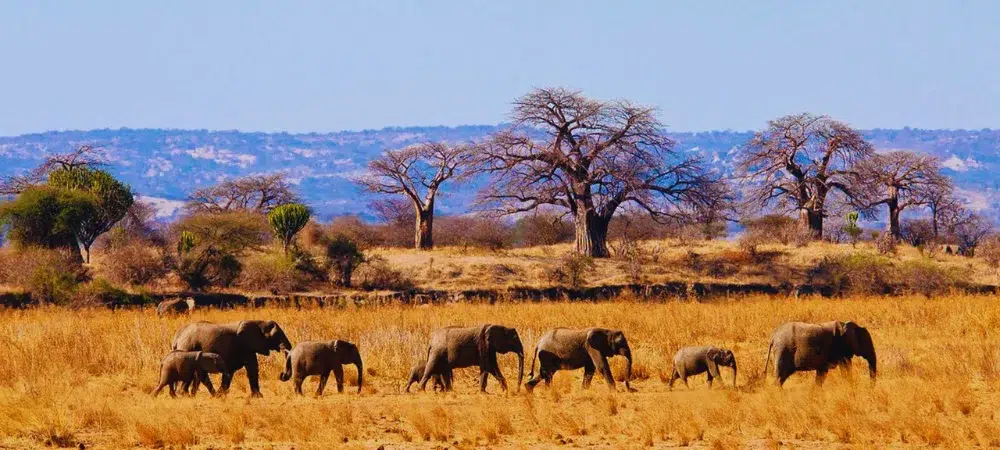 Tarangire National Park – The Elephant Haven