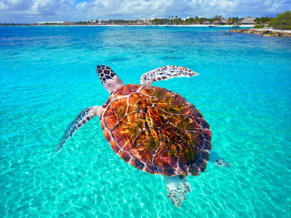 Akumal Beach, Riviera Maya, Mexico