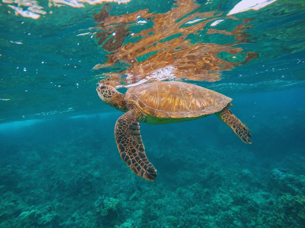 Coral Gardens, Maui, Hawaii, USA