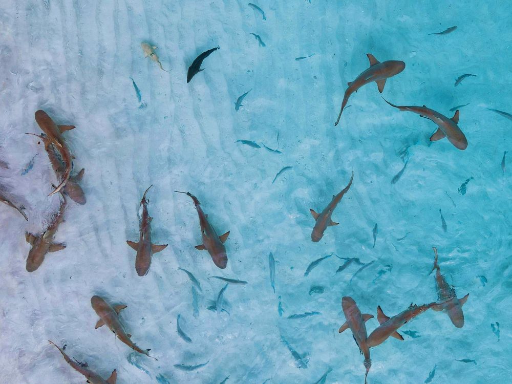 Shark’s Cove, Oahu, Hawaii, USA