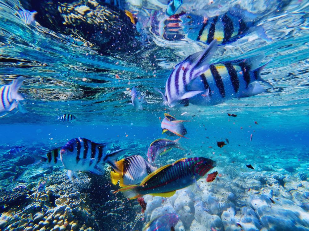 Smith’s Reef, Providenciales, Turks And Caicos